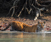 Sundarban tiger