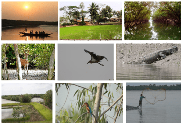 How to Reach Sundarban From Kolkata Travel Kolkata to Sundarban